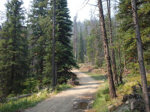 GDMBR: We rode another Unnamed/Unmarked National Forest Road like pros!
